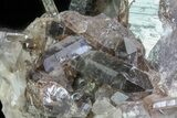 Dark Smoky Quartz Cluster - Large Crystals #60925-6